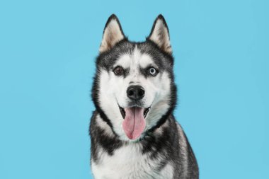 Mavi arka planda sevimli Husky köpeği