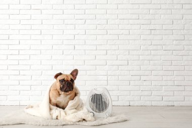 Beyaz tuğla duvarın yanında ekose ve elektrikli vantilatör ısıtıcısı olan sevimli Fransız bulldog.