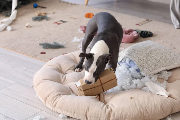 stock image Naughty Staffordshire Terrier chewing Christmas gift box at home