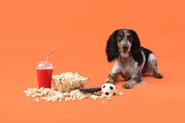 Cute cocker spaniel dog with bowl of popcorn, soda, pet toy and TV remote lying on orange background