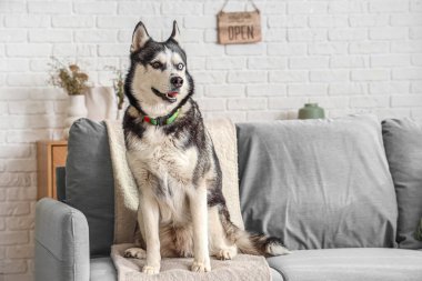 Oturma odasındaki kanepede oturan sevimli Husky köpeği.