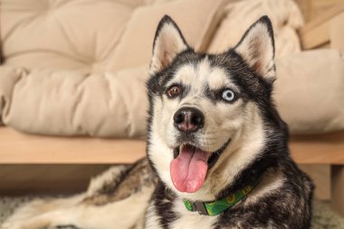 Oturma odasında sevimli Husky köpeği, yakın plan.