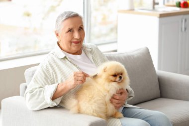 Pomeranya köpekli yaşlı kadın evdeki kanepede oturuyor.