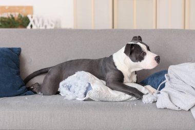 Yaramaz Staffordshire Teriyeri yırtık yastıkla evdeki kanepede yatıyor.