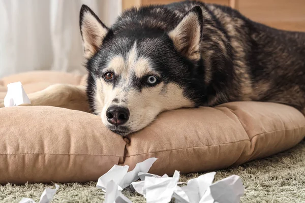 Naughty Husky dog with torn paper lying on pet bed in living room