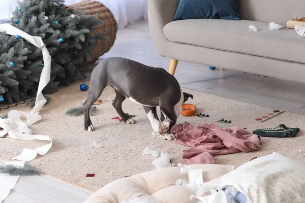 Naughty Staffordshire Terrier with mess at home on Christmas eve