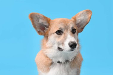 Mavi arka planda şirin Corgi köpeği