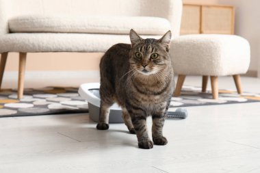 Oturma odasında çöp kutusu olan sevimli bir kedi.