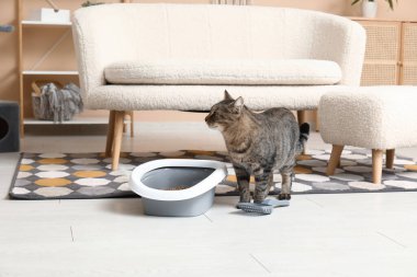 Oturma odasında çöp kutusu olan sevimli bir kedi.