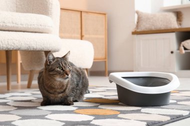 Oturma odasında çöp kutusu olan sevimli bir kedi.