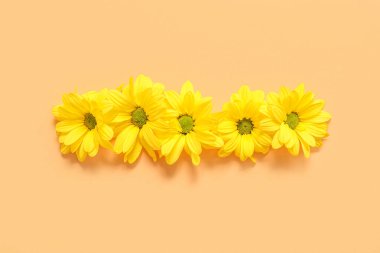 Turuncu arka planda güzel sarı kasımpatı çiçekleri