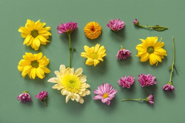 Yeşil arka planda farklı güzel kasımpatı çiçekleri