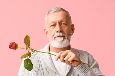 Pembe arka planda gül çiçeği olan olgun bir adam. Sevgililer Günü kutlaması