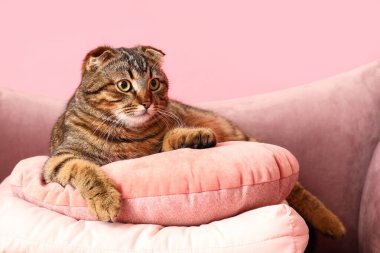 Yumuşak yastıklı çizgili İskoç kedisi pembe arka planda.