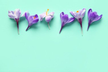 Turkuaz arka planda güzel Safran çiçekleri