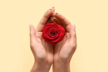 Sarı arka planda güzel kırmızı gül olan kadın elleri. Sevgililer Günü kutlaması