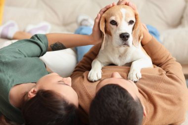 Evde sevimli Beagle köpeği olan genç çift, yakın plan.
