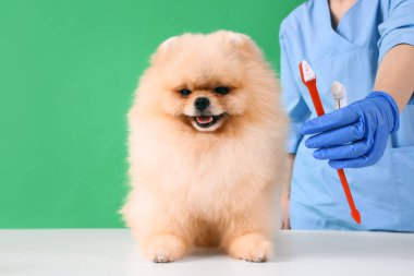 Yeşil arka planda Pomeranya köpeğinin dişlerini fırçalayan veteriner.