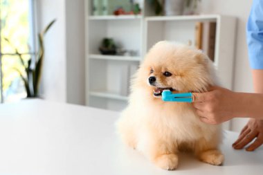 Klinikte diş hijyen prosedürü sırasında veteriner Pomeranya köpeği dişlerini fırçalıyor.