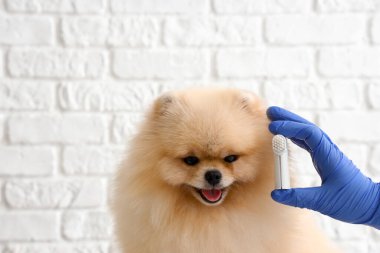 Sevimli Pomeranya köpeği beyaz masada oturuyor. Oyuncak ve diş fırçası beyaz tuğla arka planda.