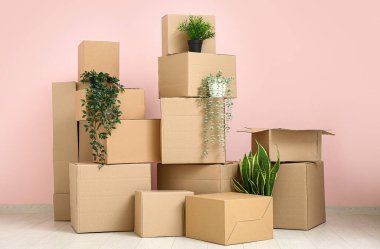 Odada pembe duvarın yanında bitkilerin olduğu kutuları taşımak