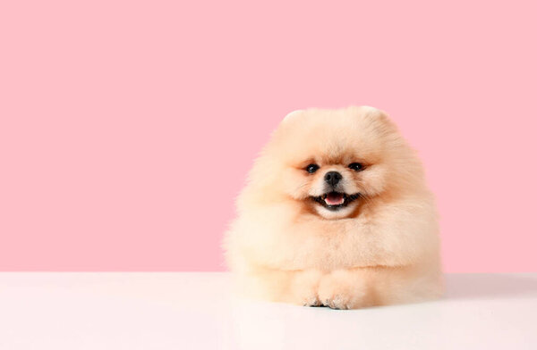 Adorable Pomeranian dog on pink background