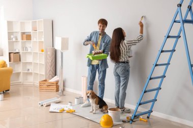 Beagle köpeği olan genç bir çift yeni evlerinin tamiri sırasında ışık duvarı boyuyor.