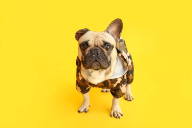 Sarı arka planda evcil hayvan kıyafetleri içinde sevimli bir Fransız bulldog.