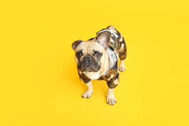 Sarı arka planda evcil hayvan kıyafetleri içinde sevimli bir Fransız bulldog.