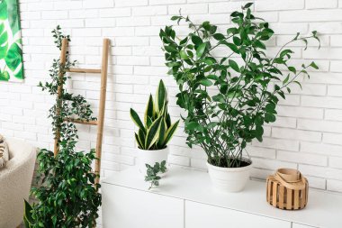 Beyaz büfesi ve farklı bitkileri olan modern oturma odasının içinde.