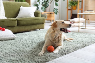 Oturma odasında halıya uzanmış sevimli Labrador köpeği evcil oyuncaklarla oynuyor.
