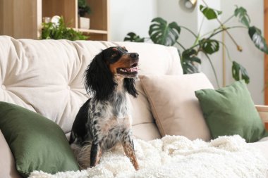 Tatlı cocker spaniel köpek oturma odasında kanepede oturuyor.