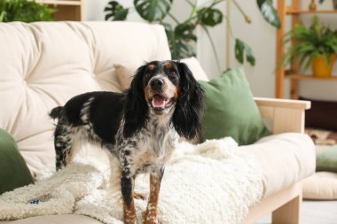 Tatlı cocker spaniel köpek oturma odasında kanepede oturuyor.