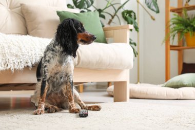 TV kumandalı şirin cocker spaniel köpek oturma odasında halıya oturmuş.