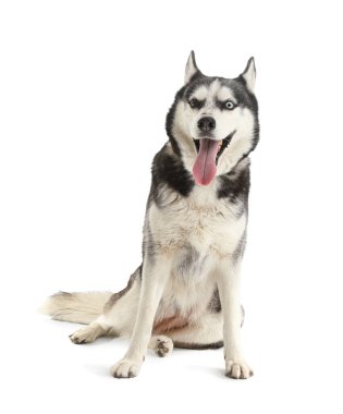 Beyaz arka plan üzerinde çok güzel husky köpek