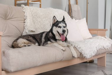 Evdeki kanepede sevimli Husky köpeği.