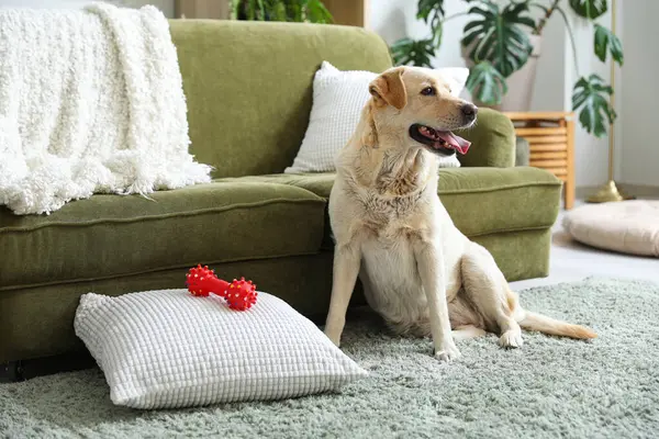 Cute Labrador dog with pet toy sitting on carpet in living room