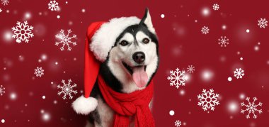 Kırmızı arka planda kar yağan Noel Baba şapkalı sevimli, iri kıyım köpek.