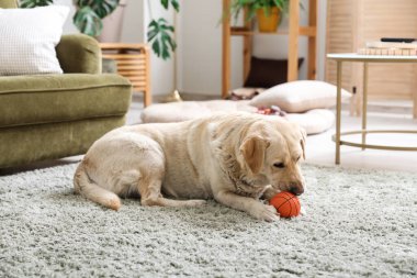 Tatlı Labrador köpeği oturma odasında halıya uzanıp evcil oyuncaklarla oynuyor.