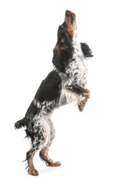 Beyaz arka planda zıplayan sevimli cocker spaniel köpek.