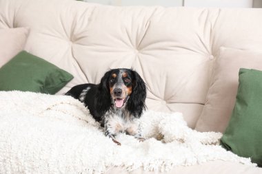 Tatlı cocker spaniel köpek oturma odasında kanepede yatıyor.