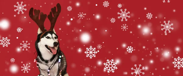 Vtipný Husky Pes Jelení Parohy Vánoční Světla Sněhové Vločky Červeném — Stock fotografie