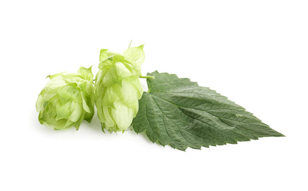 Fresh green hops and leaf on white background