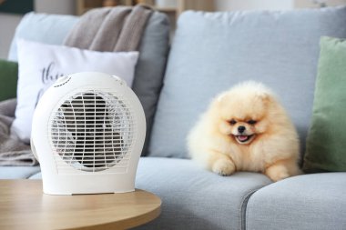 Evdeki elektrikli vantilatör ısıtıcısının yanındaki koltukta tatlı Pomeranya salyası.