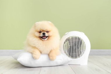 Yeşil duvarın yanında yastıklı ve elektrikli fan ısıtıcısı olan şirin Pomeranya tükürüğü.