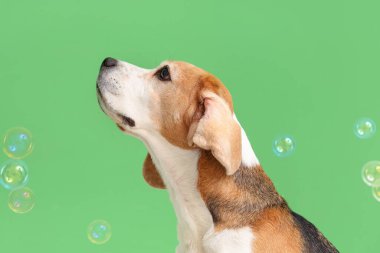 Yeşil arka planda komik Beagle köpek ve sabun köpüklerinin portresi