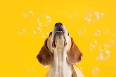 Sarı arka planda sabun köpüğü ve havlusu olan komik Beagle köpeği.