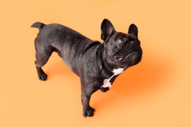 Turuncu arka planda sevimli bir Fransız bulldog.