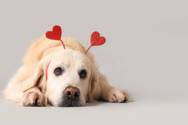 Saçbantlı, gri arka planda kalpleri olan sevimli Golden Retriever.