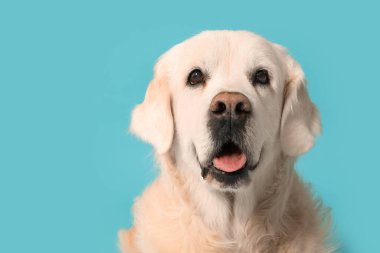 Mavi arka planda sevimli Golden Retriever
